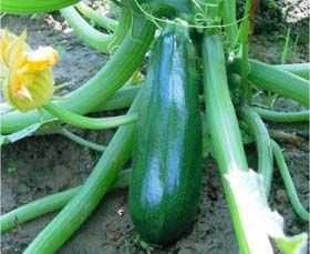 Courgettes Zuboda