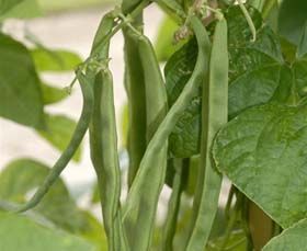 Haricots verts rames