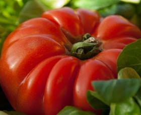 Tomates coeur de boeuf