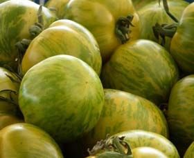 Tomates green zébra